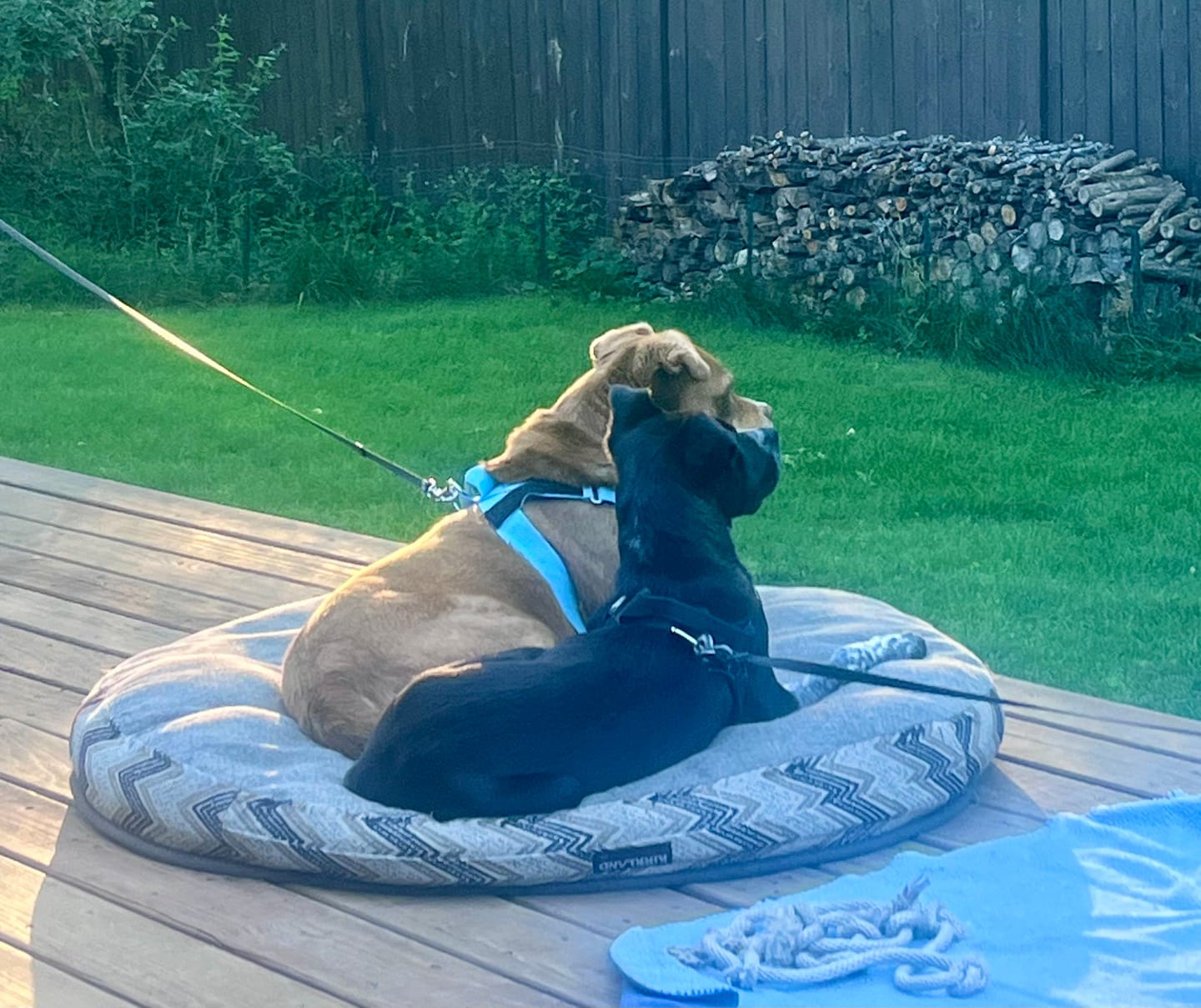 Customer photo review of FREE Mystery Dog Gift