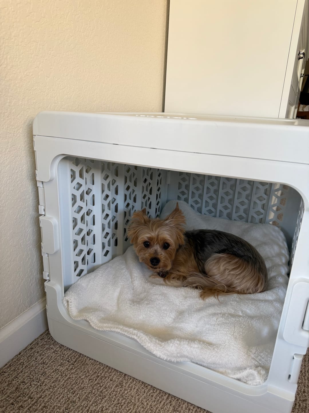 Customer photo review of PAWD®  Modern Collapsible Dog Crate