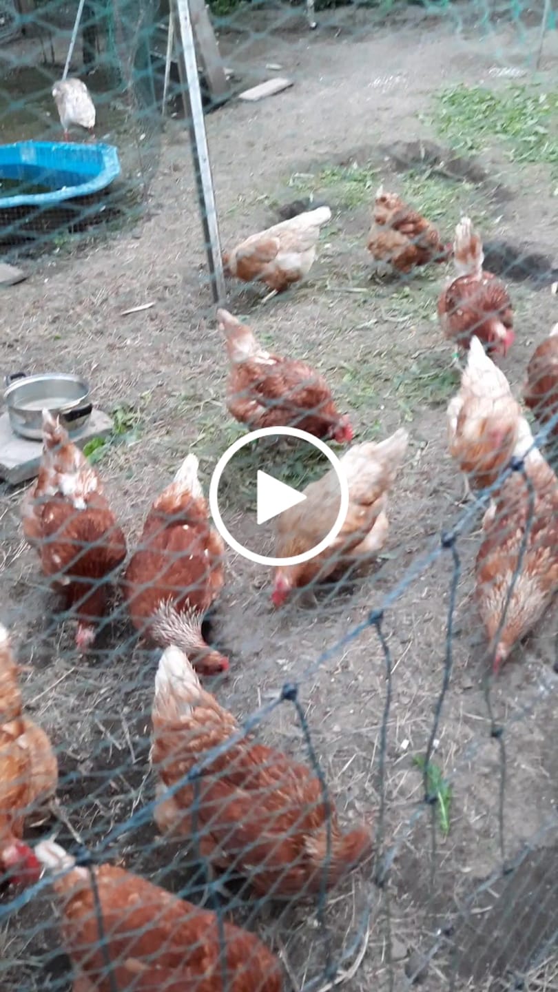 Customer video review of Hühnerschnupfen - Erste Hilfe Set