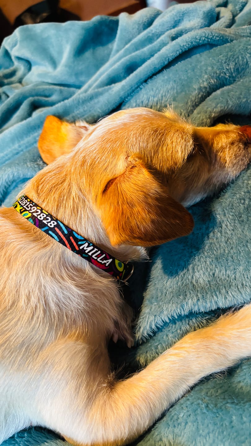 Customer photo review of Collar personalizado: Alebrije