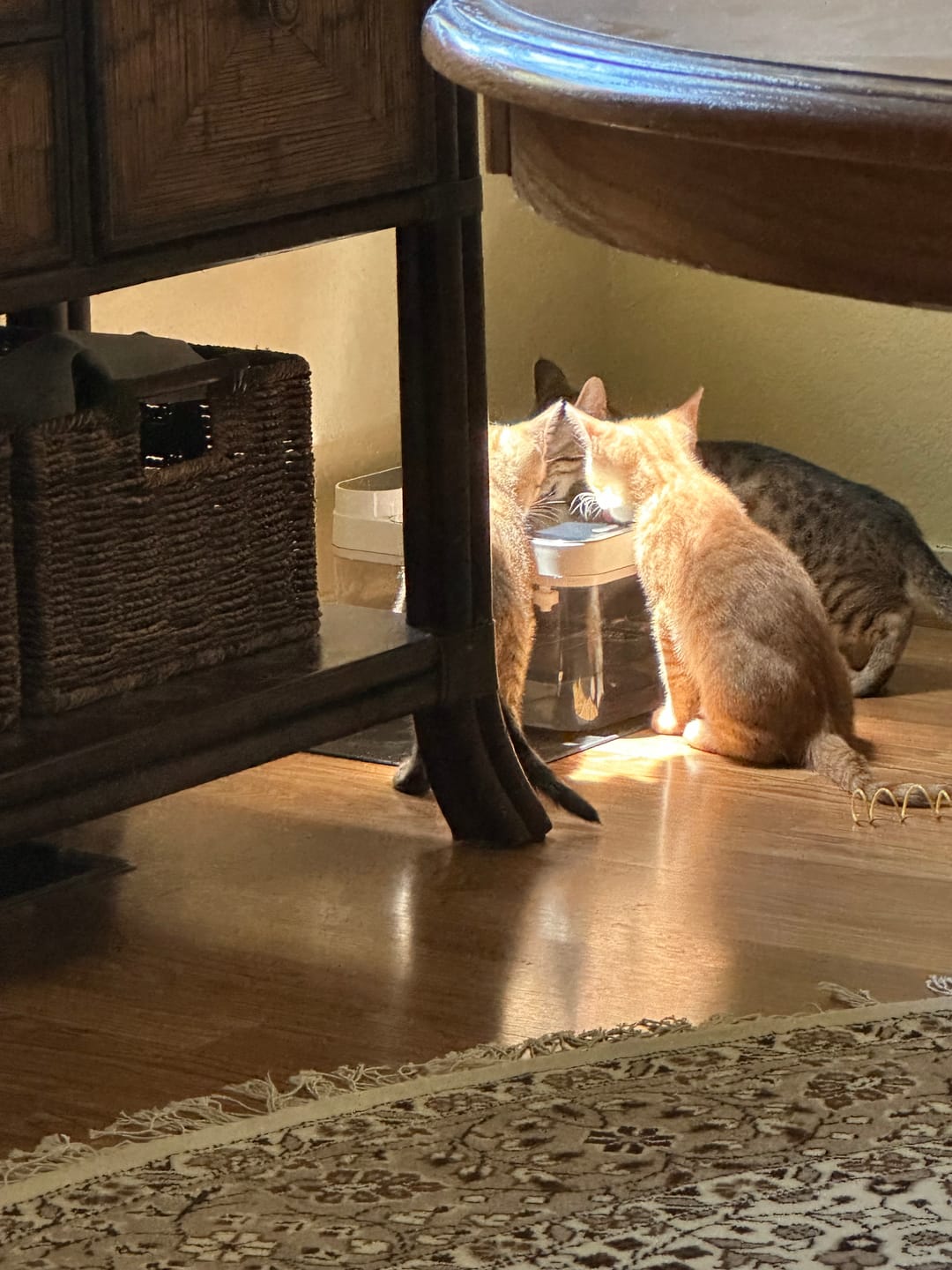 Customer photo review of Purestream AquaOne - Automatic Cat Fountain