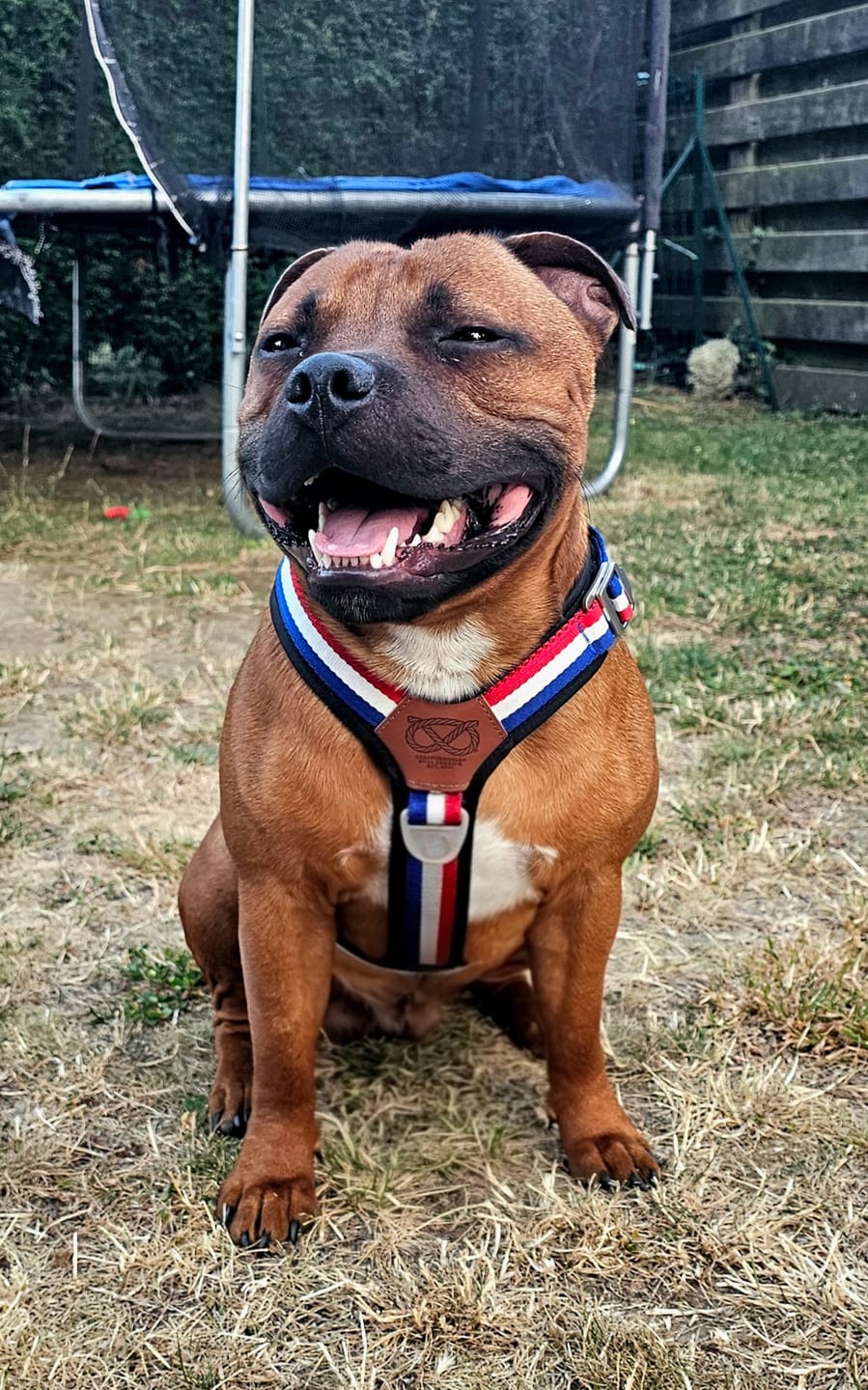 Customer photo review of Staffordshire Bull Terrier 1935® Harness & Leash Set - Tricolore