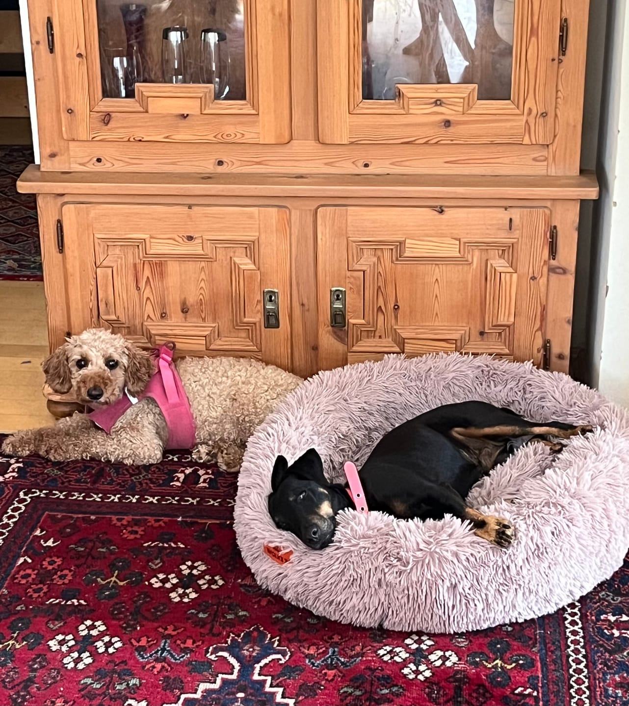 Customer photo review of Puppery Hundebett Wolke 7 - Das Original