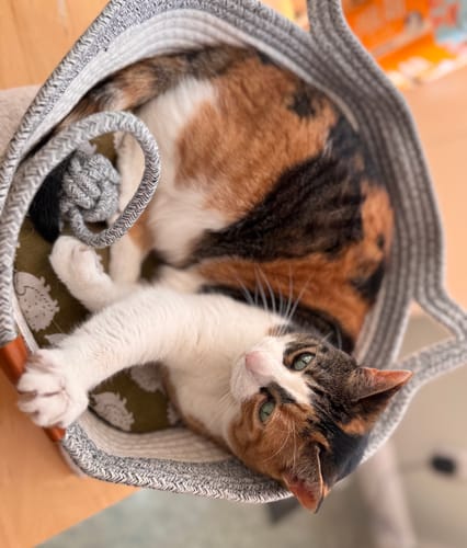 Customer photo review of Instinct Basket | Meet the first research-backed natural territory for indoor cats