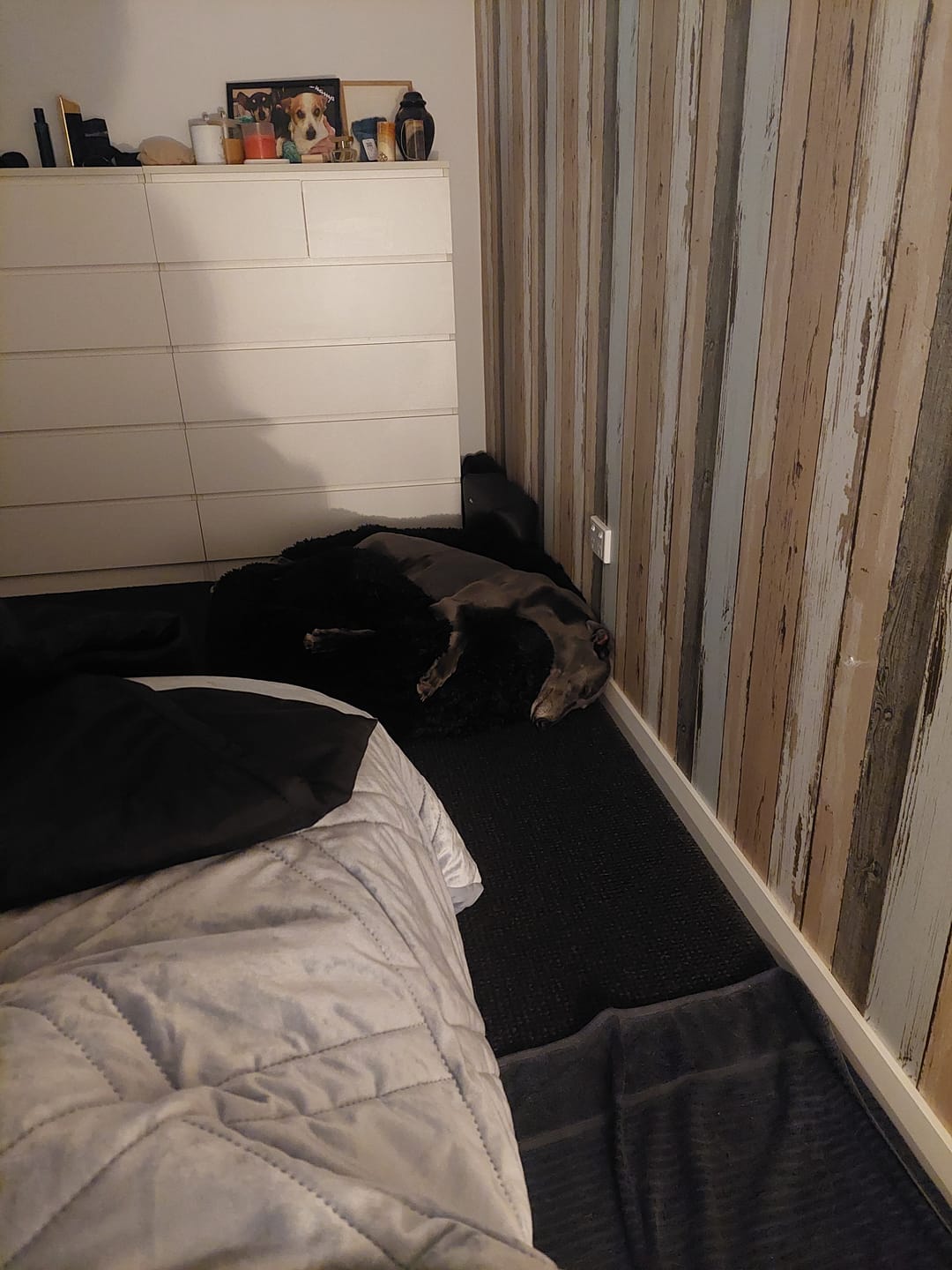 Customer photo review of Brooklyn® Deep Sleep Pet Bed