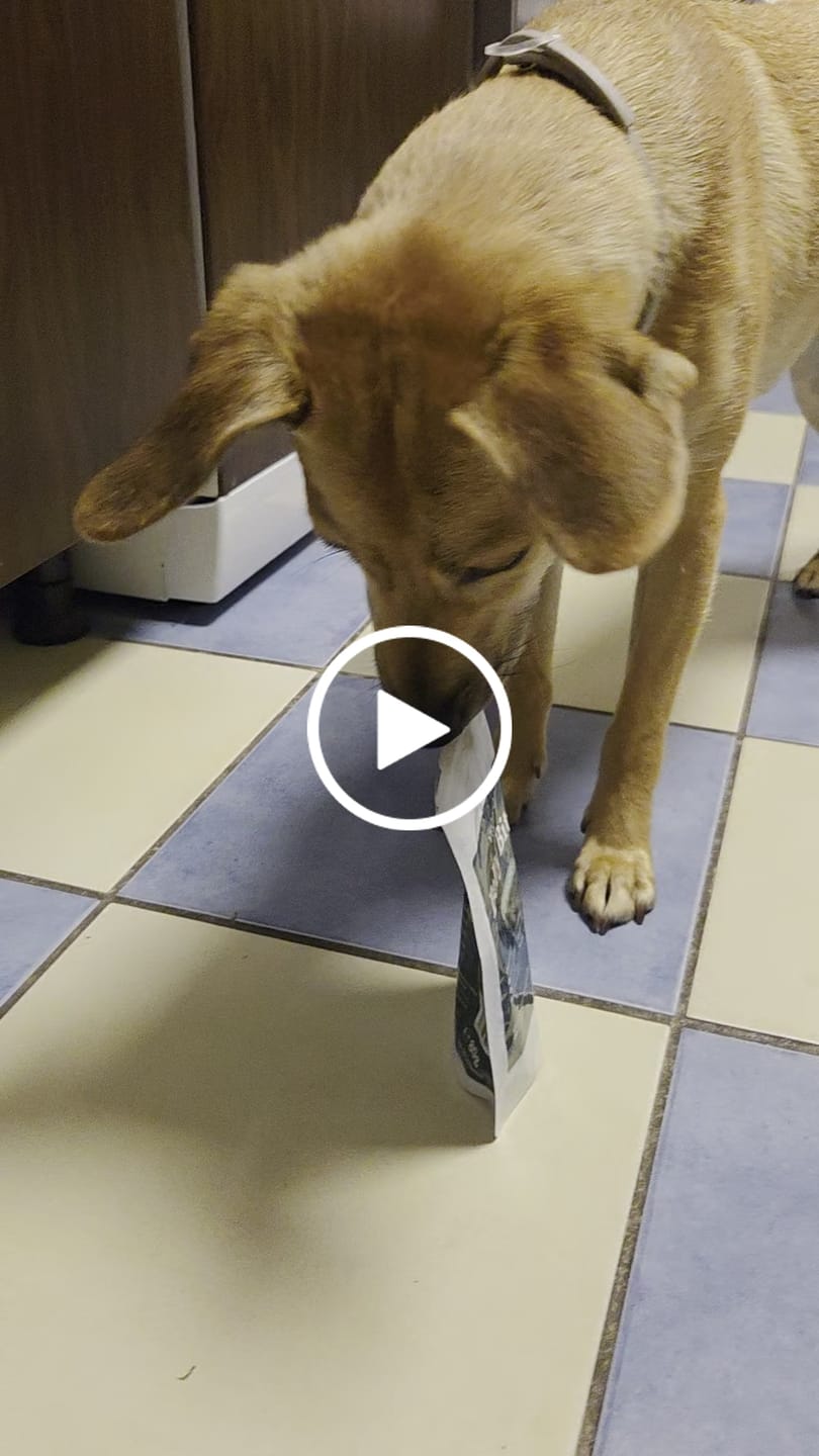 Customer video review of Belly Bites 2.0 (80g) (Gratis)