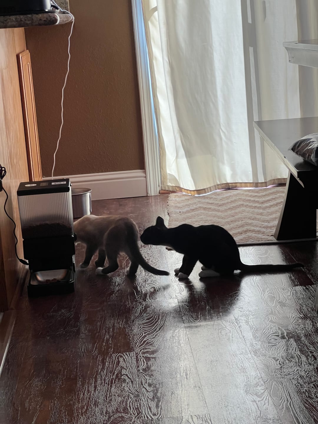 Customer photo review of Oneisall 5L Automatischer Katzenfütterer mit App-Steuerung für zwei Katzen