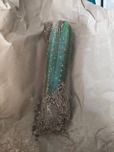 Customer photo review of San Pedro Cactus | Trichocereus (Echinopsis) Pachanoi