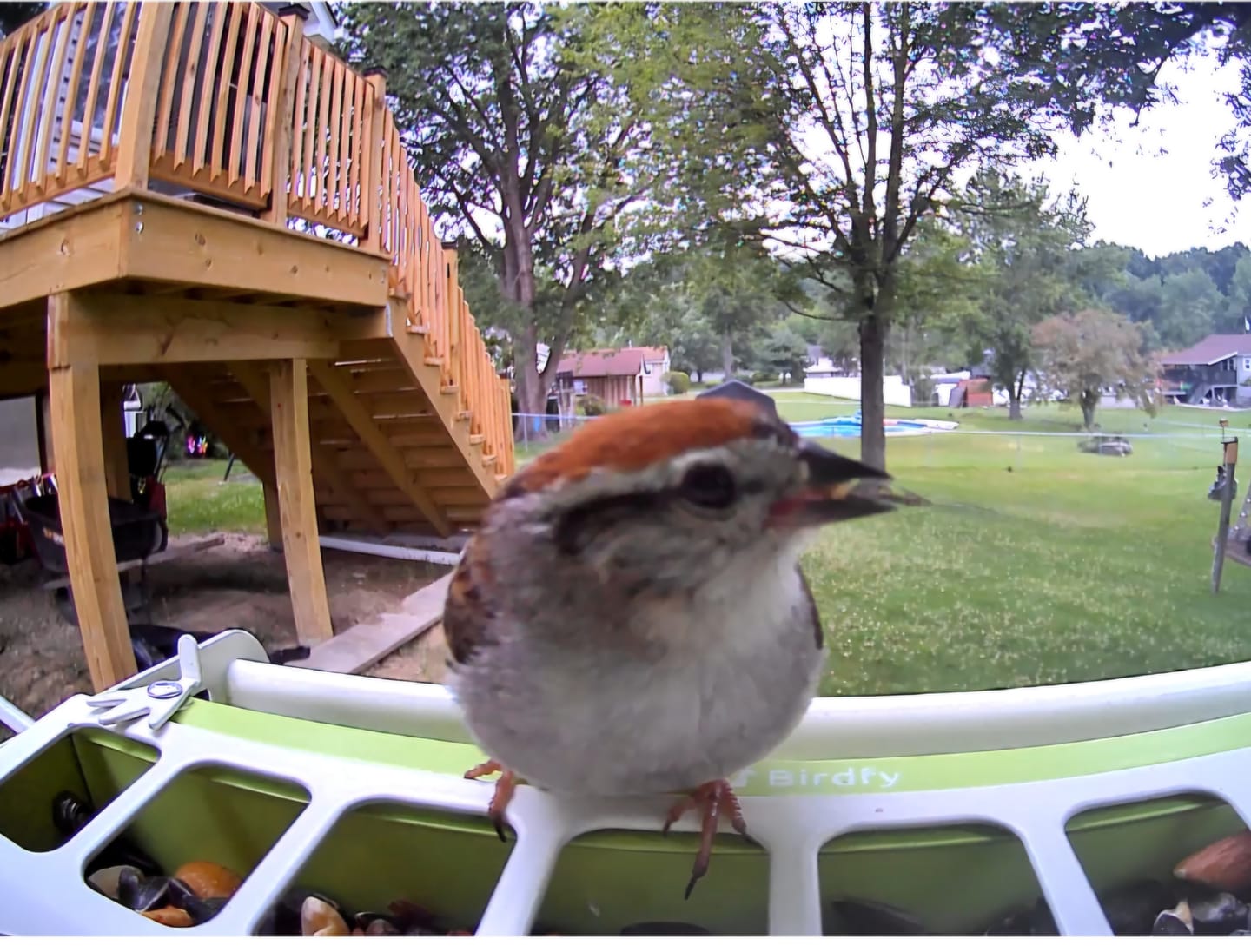 Customer photo review of Birdfy Feeder Metal - Smart Metal Feeder with Camera