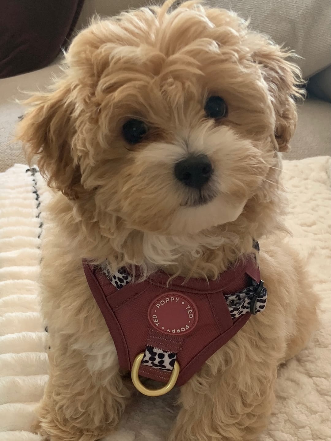 Customer photo review of Luxe Collection | 3-Click Tough Harness | Berry Dalmatian