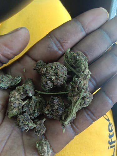 Customer holding several dark, leafy Gelato 41 buds in their open palm.