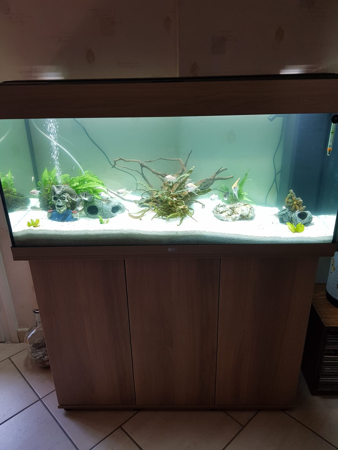 Customer photo review of Aquarium Rio 180 LED Chêne Équipé JUWEL - 180L