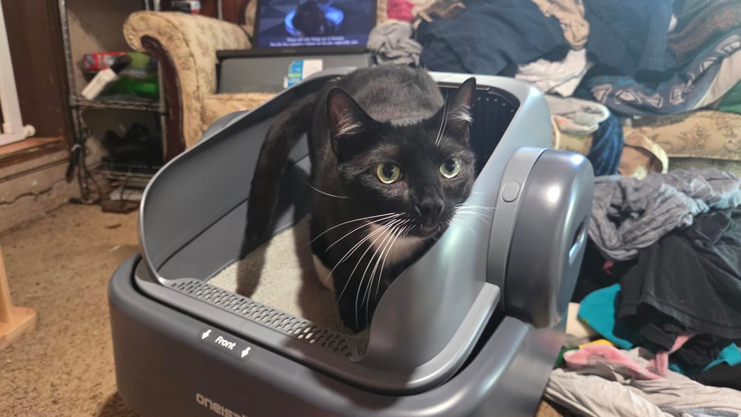 Customer photo review of Oneisall Ease S1 selbstreinigende Katzentoilette