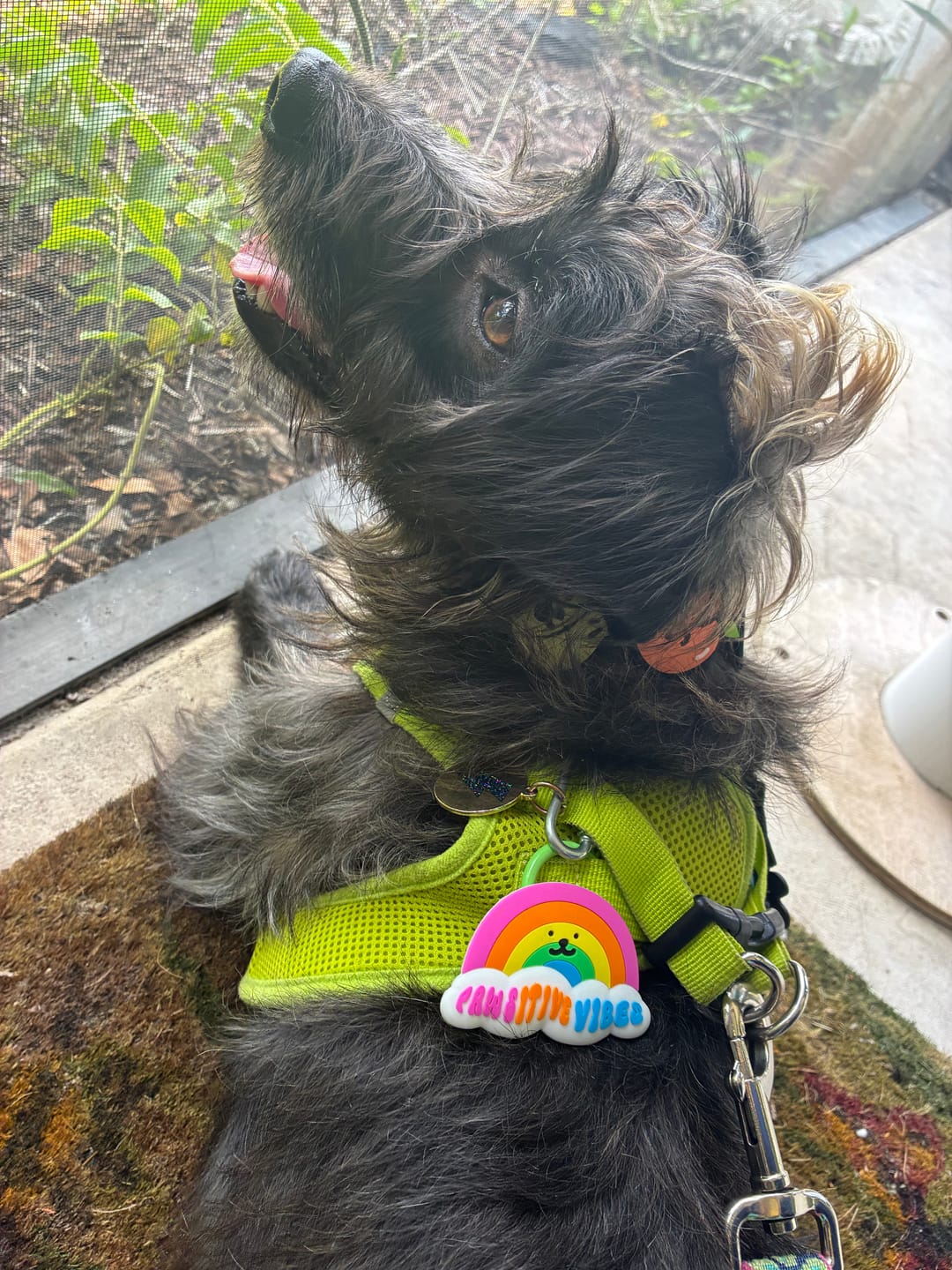 Customer photo review of Rainbow Jiby Dog Charm