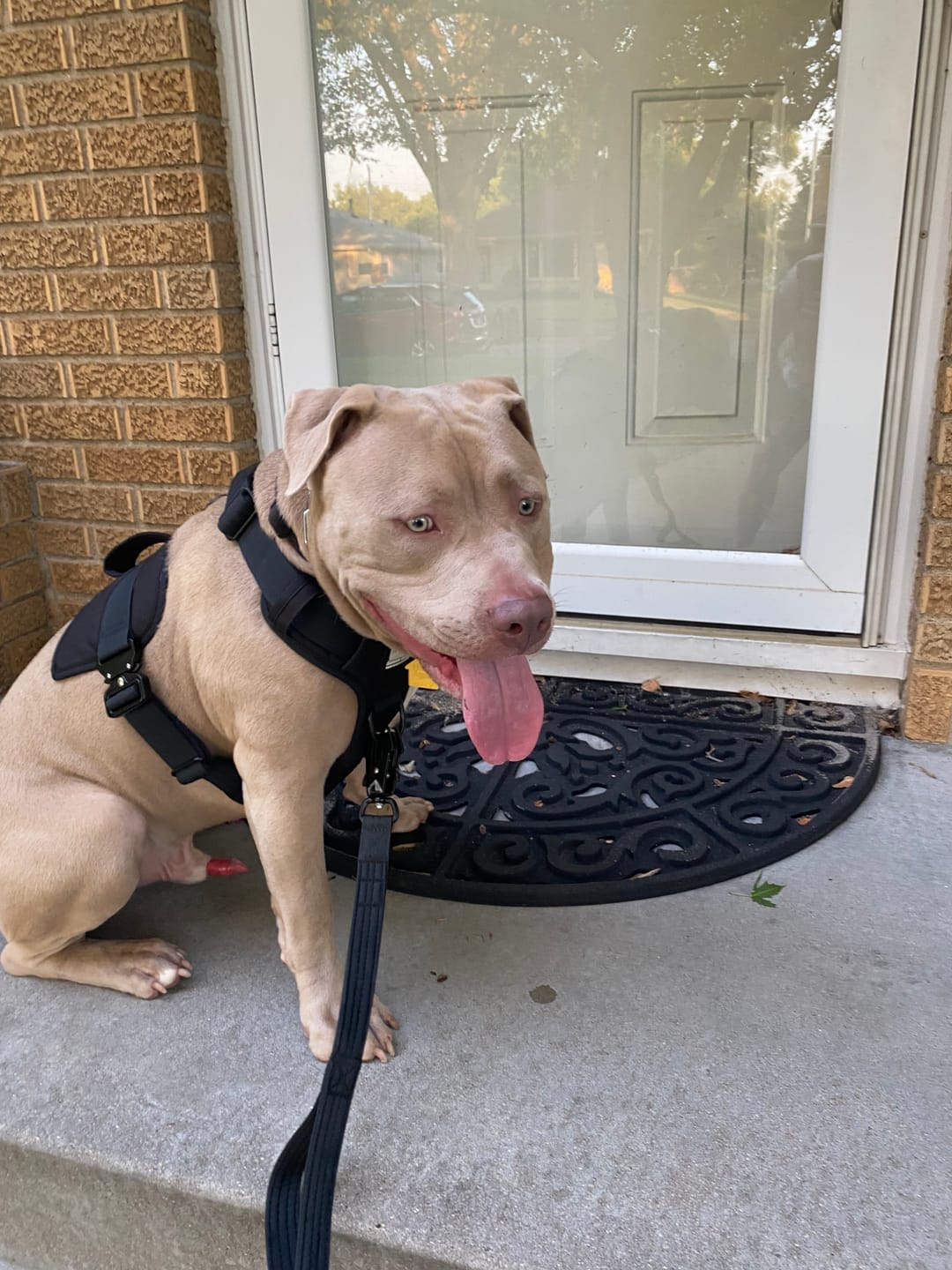 Customer photo review of Matching Black 6' Bully Proof Leash