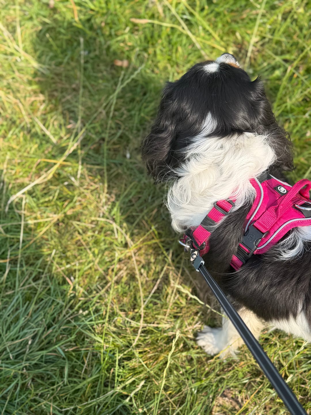 Customer photo review of Anti Pull Hurricane Harness Lighter | With Handle - Carminerose