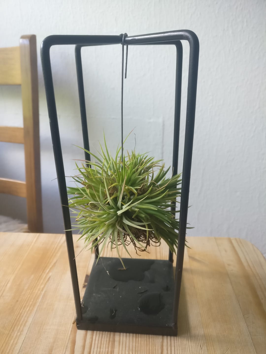 Customer photo review of Tillandsia ionantha