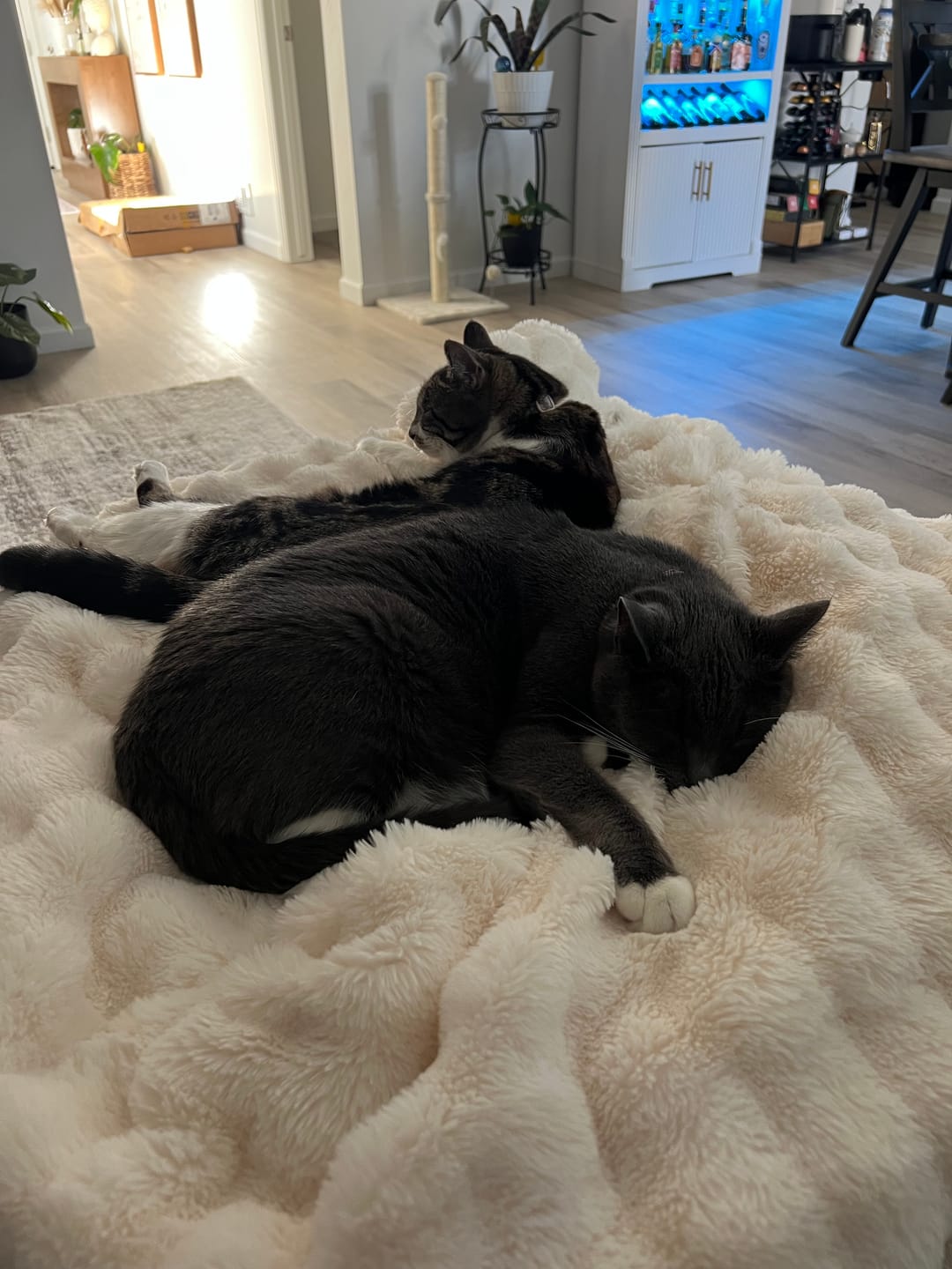 Customer photo review of Cloud Throw Blanket
