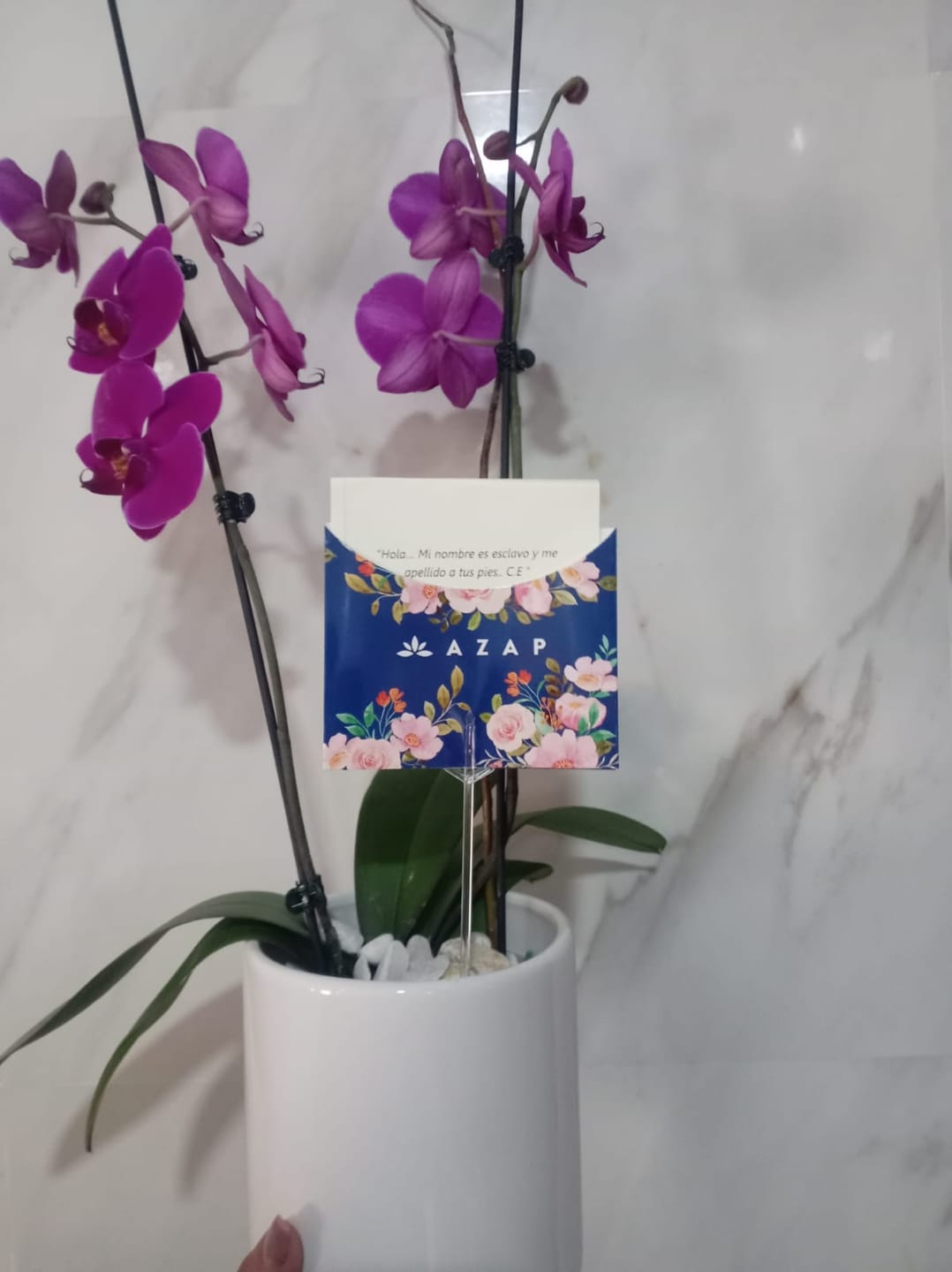 Customer photo review of Orquídea Morada - Maceta Blanca