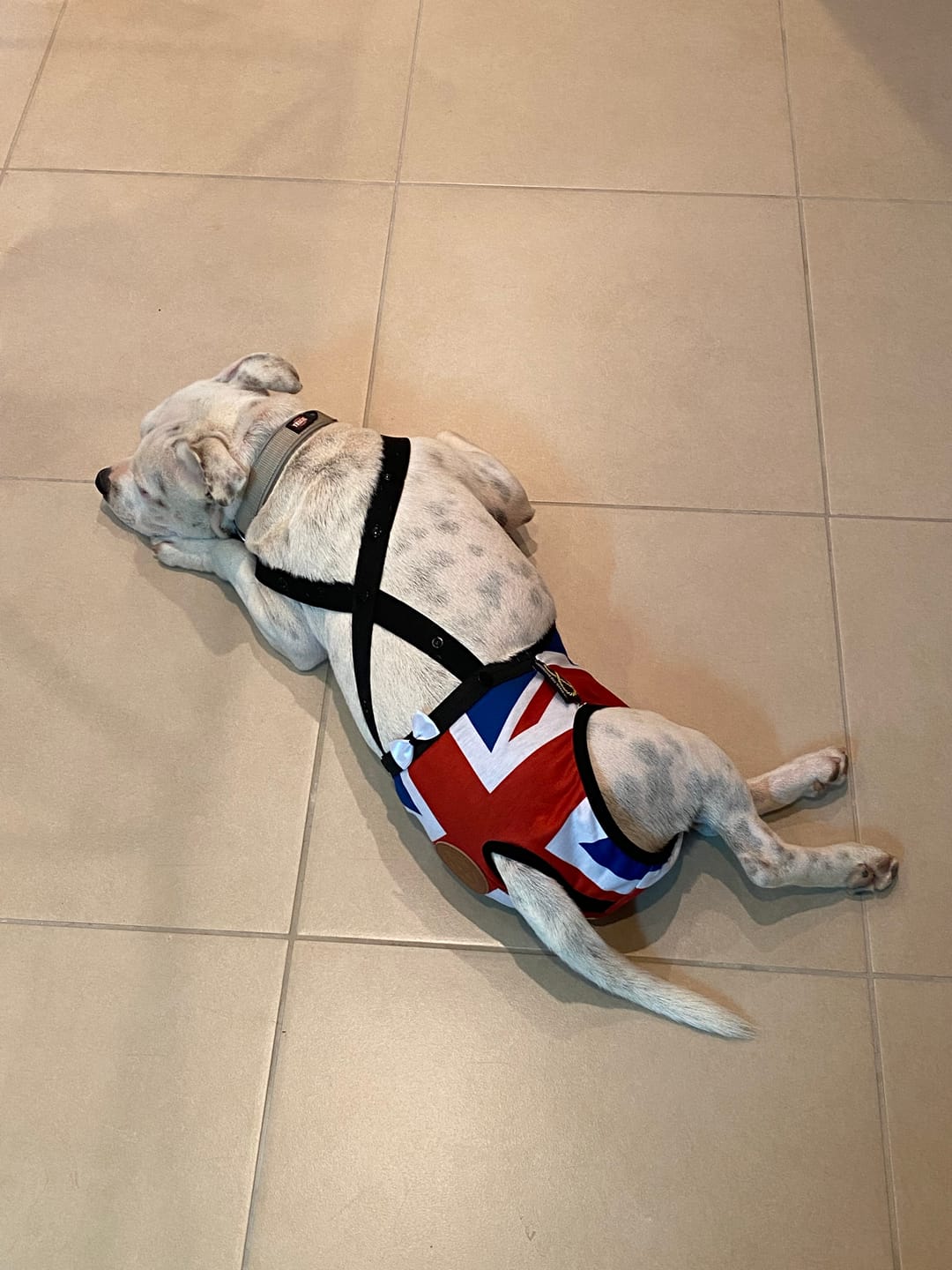 Customer photo review of Staffordshire Bull Terrier 1935® Hygiene Panties with Suspenders - Union Jack