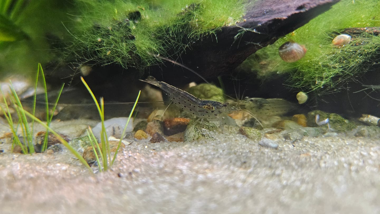 Customer photo review of Amano Shrimp