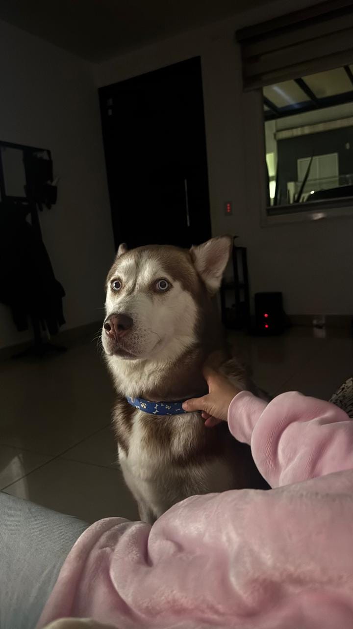 Customer photo review of Collar personalizado para Mascota: Huesitos