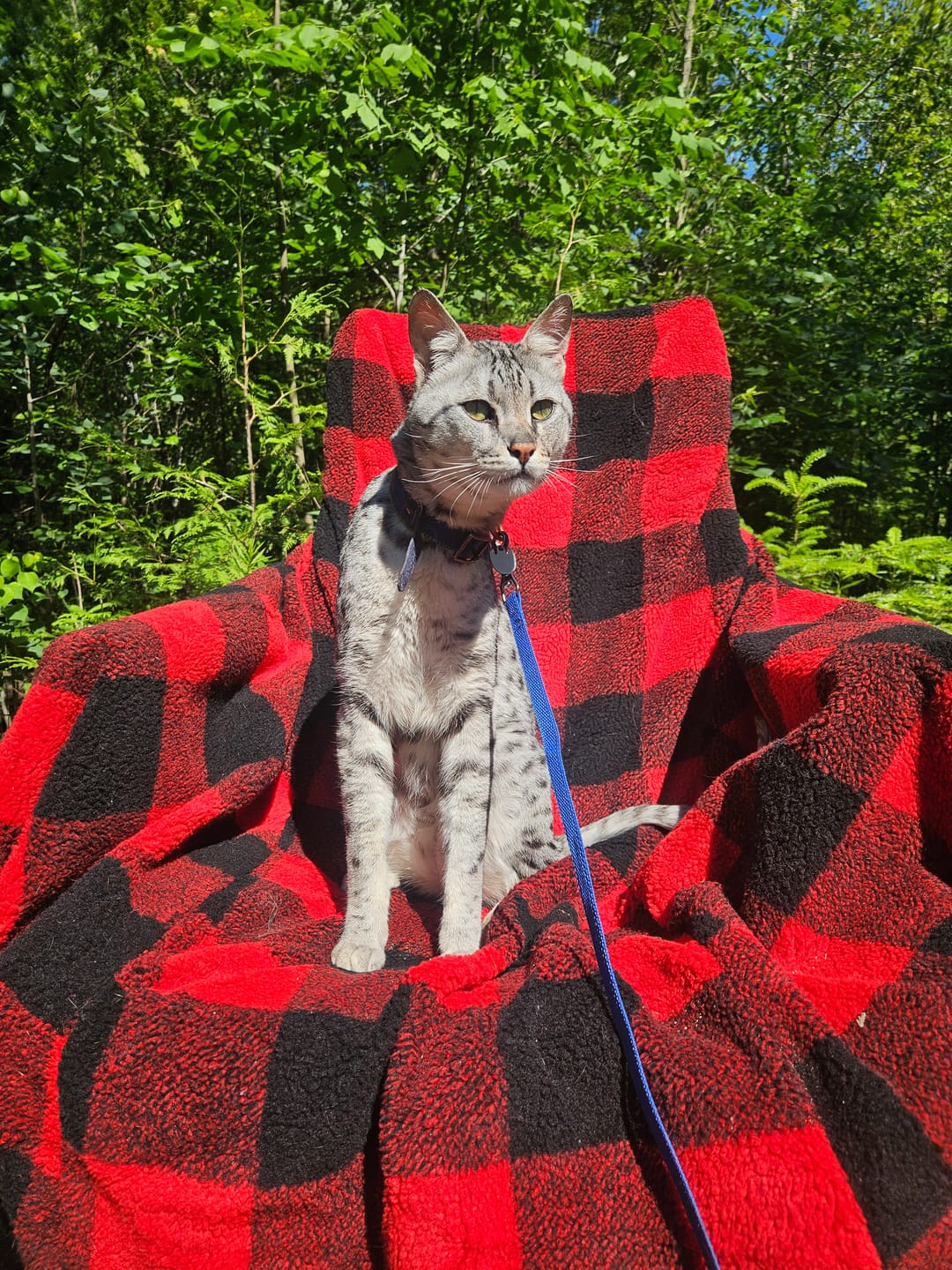 Customer photo review of The Chair Blanket