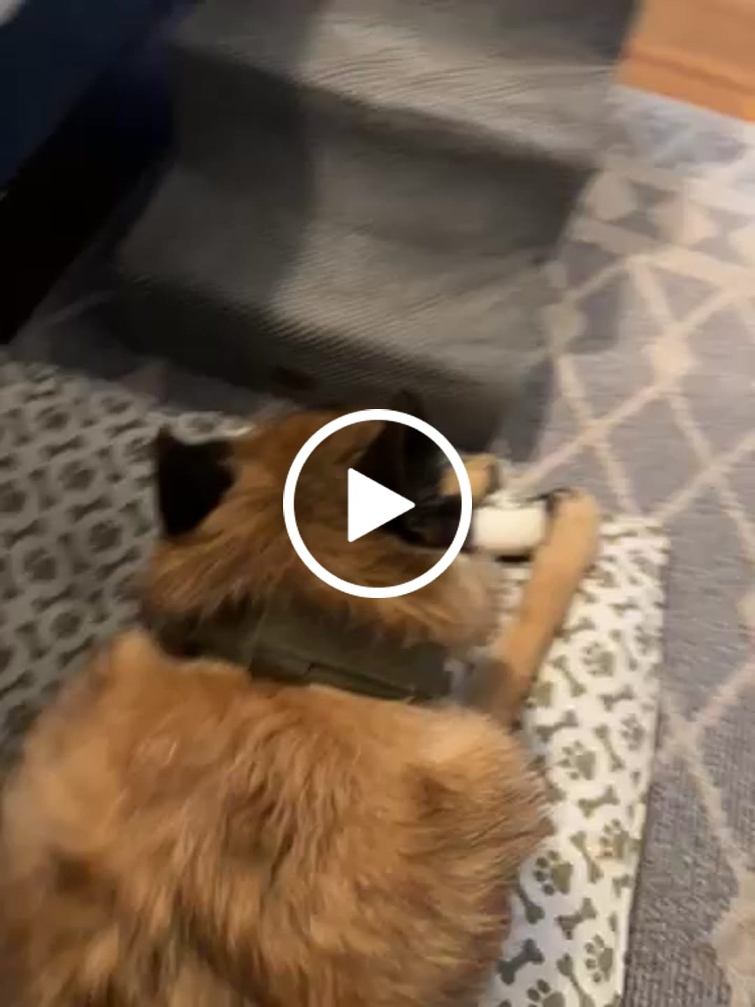 Customer video review of Team K9® Tactical Dog Collar