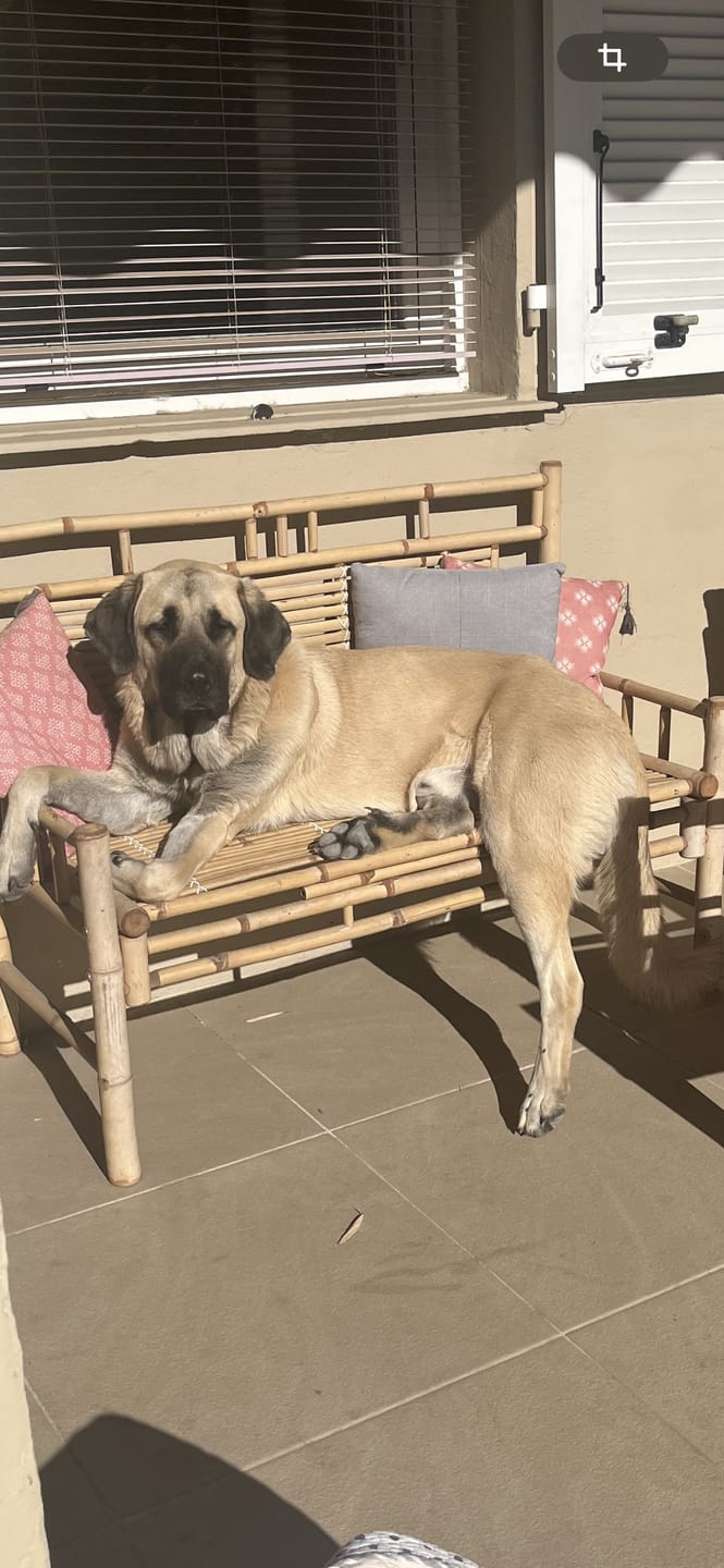 Customer photo review of Pâtée Volaille Fraîche & Légumes (x9) - Chien