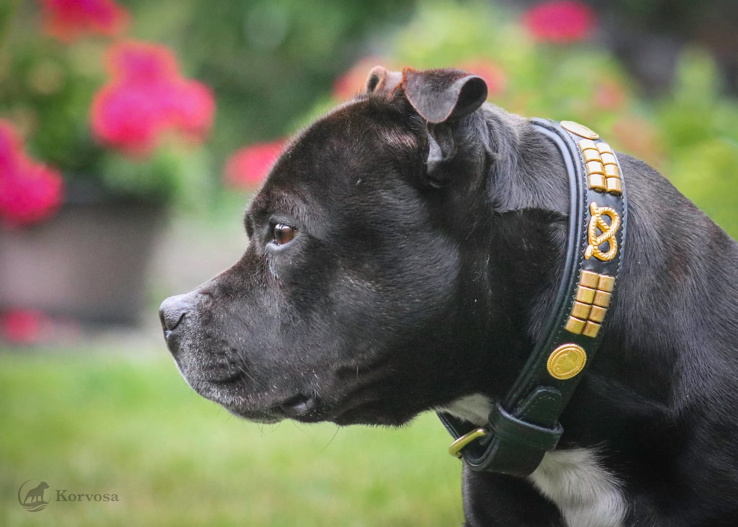 Customer photo review of Staffordshire Bull Terrier 1935® Leather Collar & Leash Set - Jefferson - Black/Gold