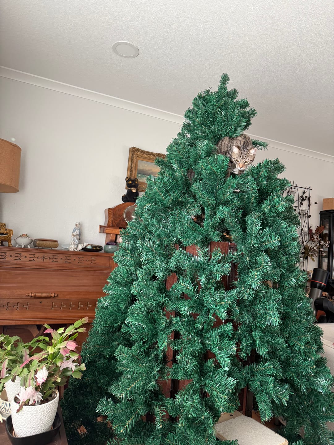 Customer photo review of Cat Christmas Tree - Sep 2026