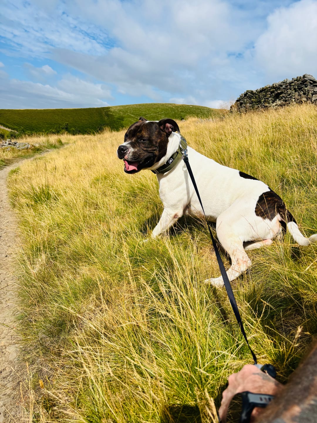 Customer photo review of 4cm Combat® Collar | With Handle & Secured Clip -  Khaki