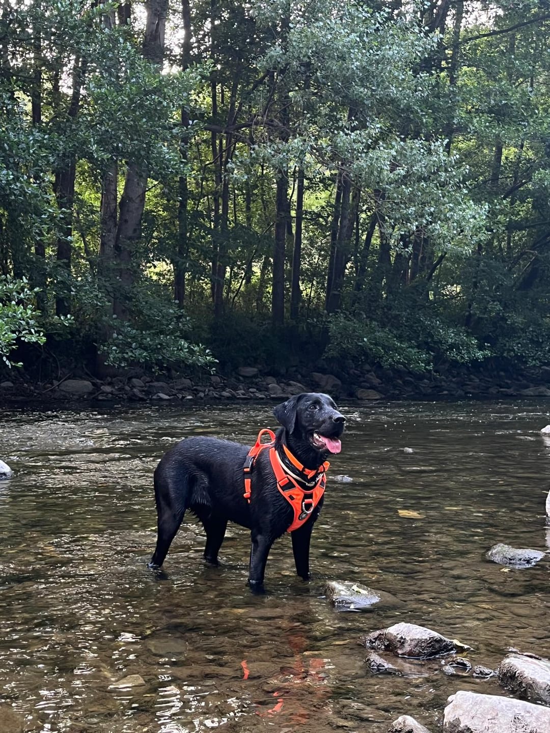 Customer photo review of Anti Pull Hurricane Harness Lighter | With Handle - Orange