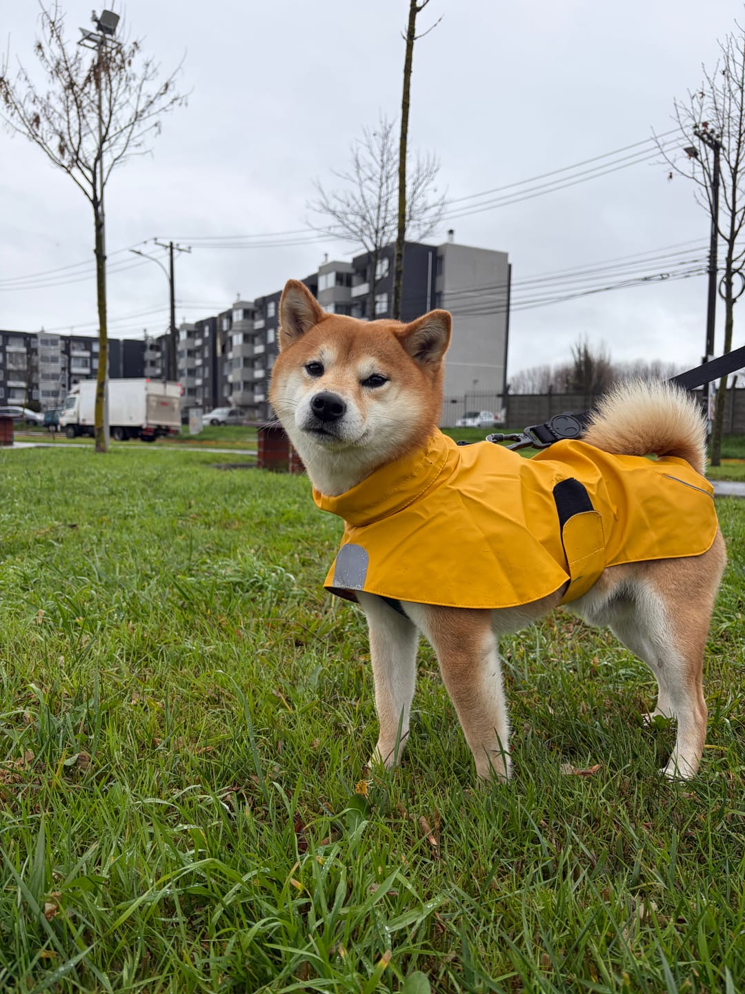 Customer photo review of Impermeable para perros Fitz Roy — Amarillo
