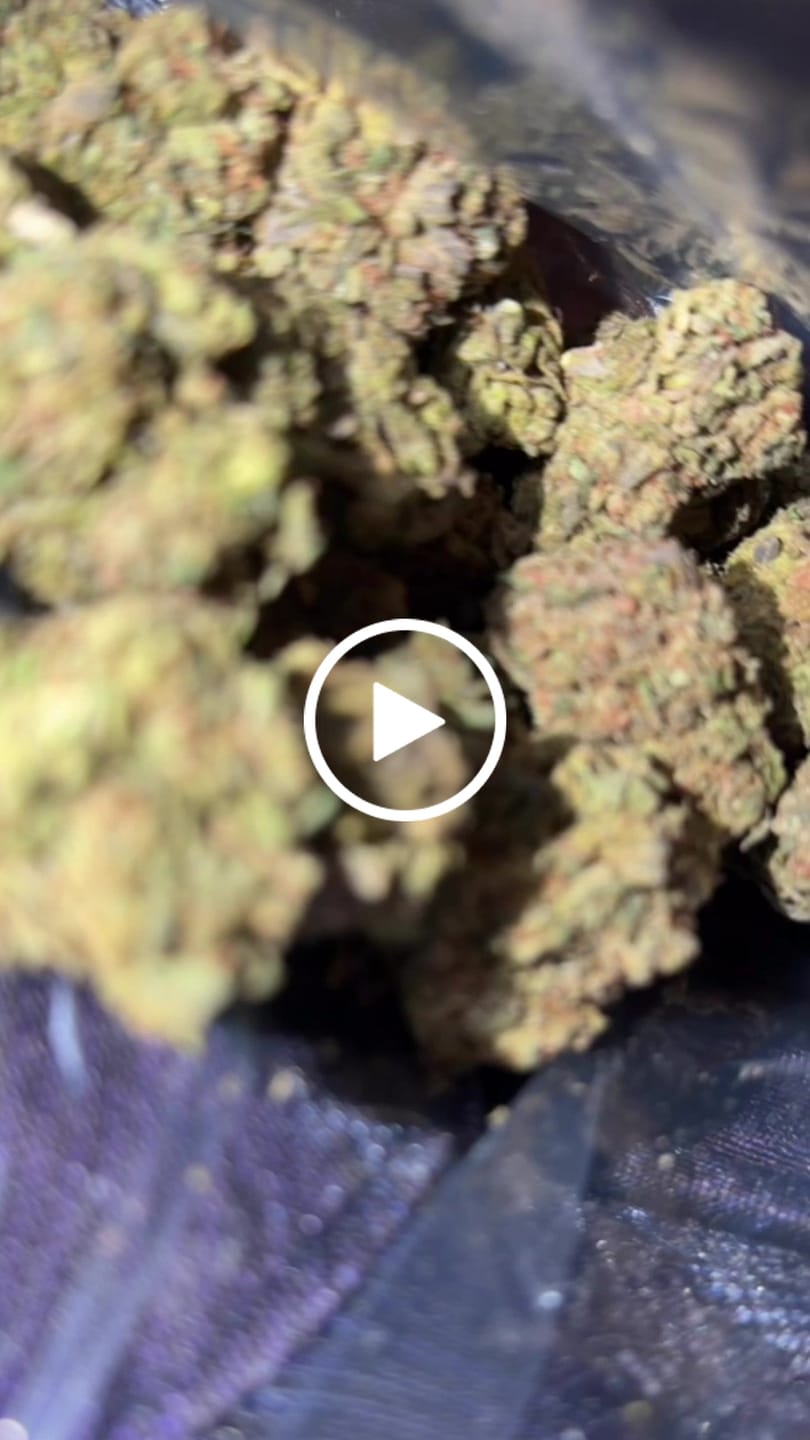 Customer video review of Lato Pop - Bulk- Hybrid
