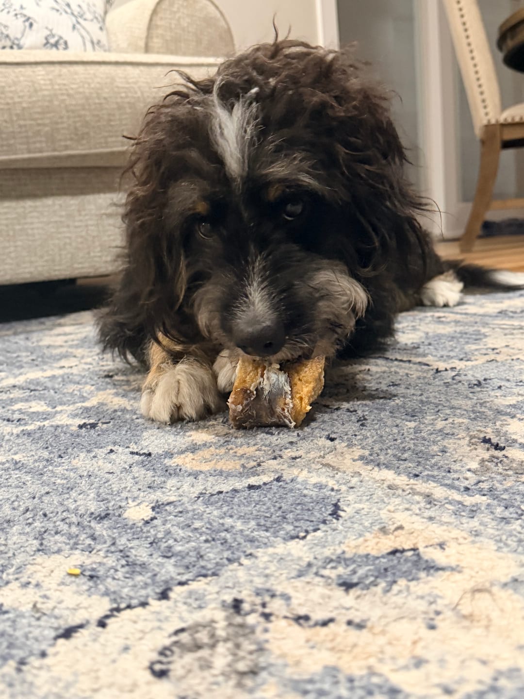 Customer photo review of Medium Ostrich Cane (10" x 3"): The Long-Lasting, Flavor-Packed Chew for Medium & Large Dogs