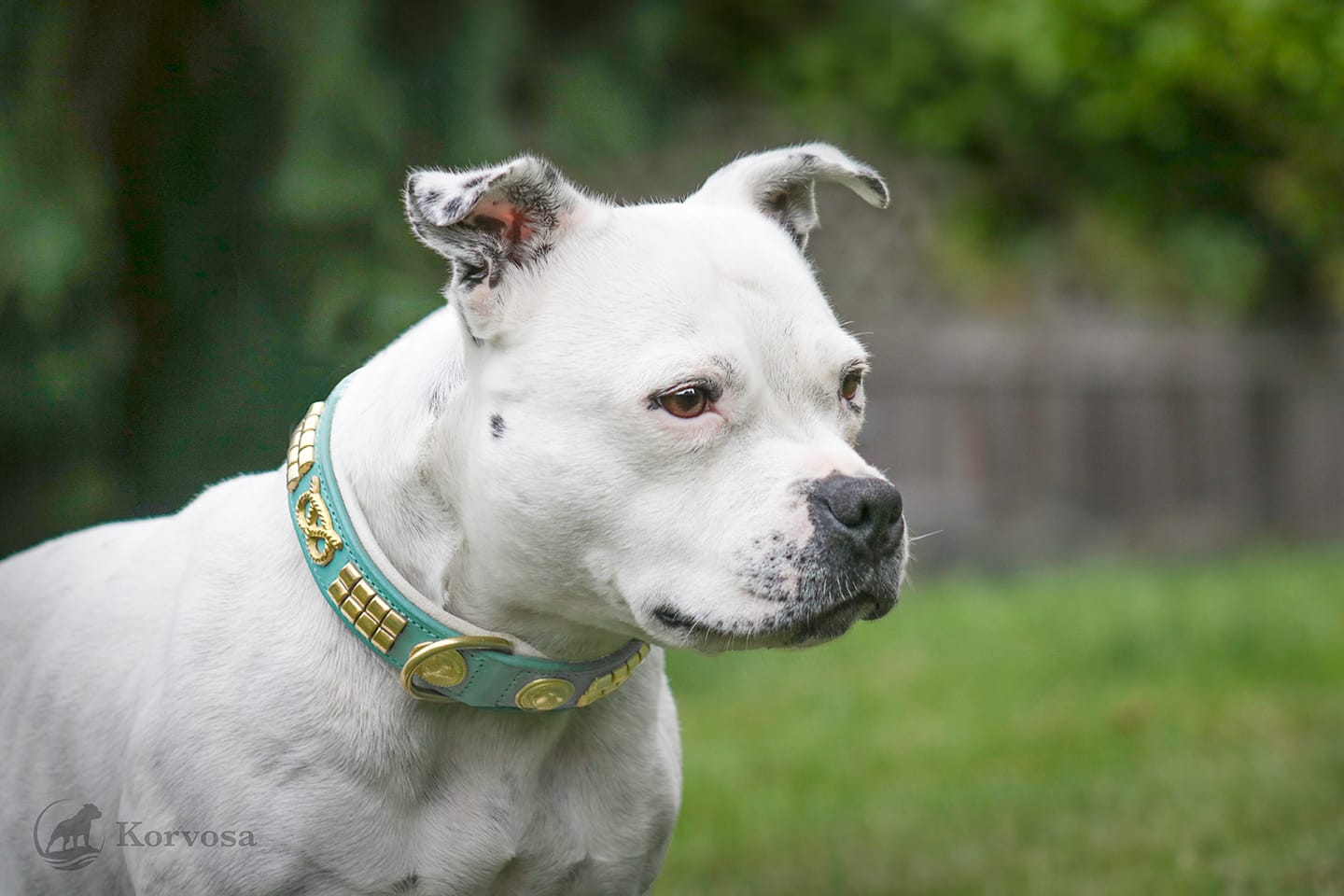Customer photo review of Staffordshire Bull Terrier 1935® Leather Collar & Leash Set - Jefferson - Turquoise/Gold