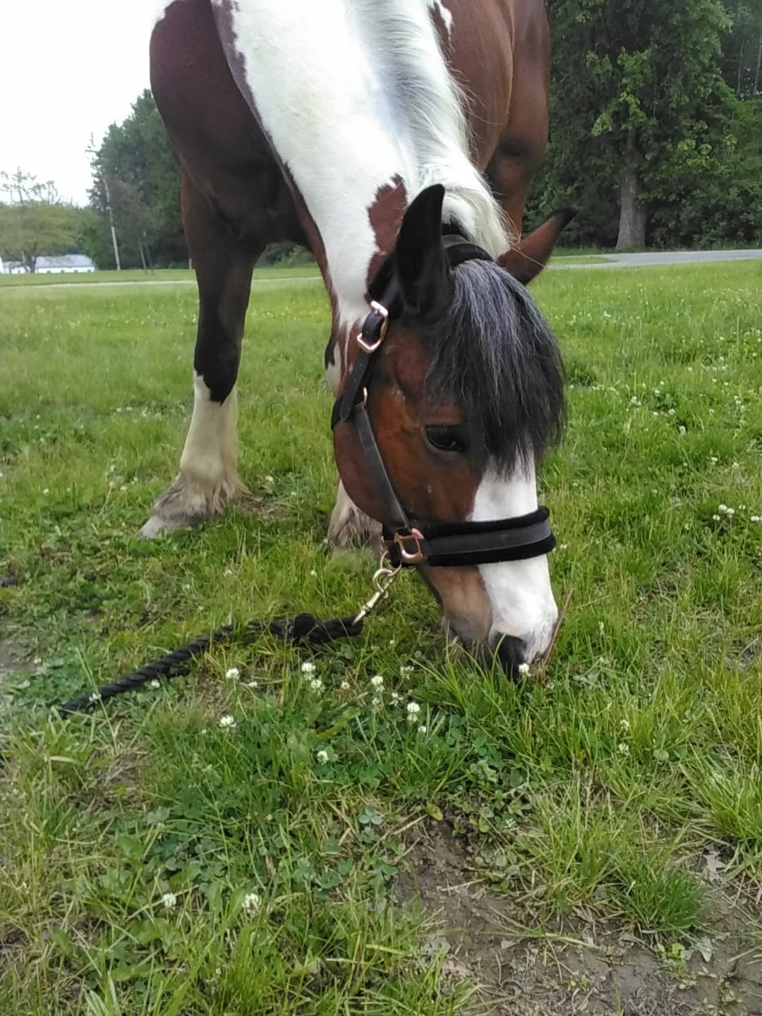 Customer photo review of Fantasia's Sparkle Halter