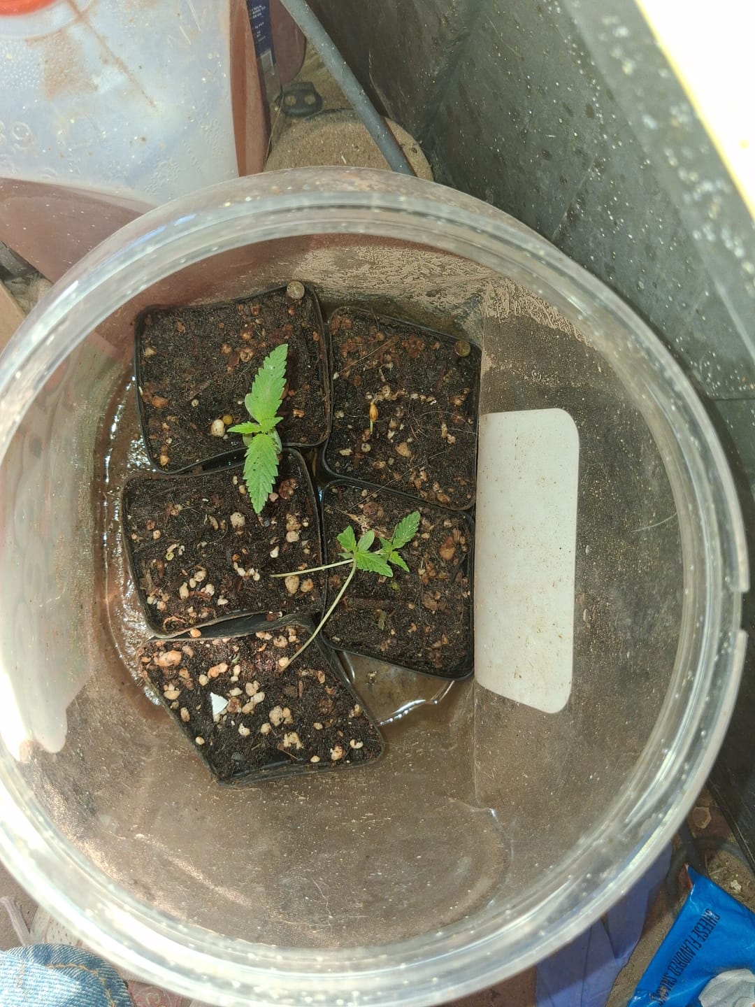 Customer photo review of Vega's Greasy Grapes S2 Feminized Photoperiod Seeds