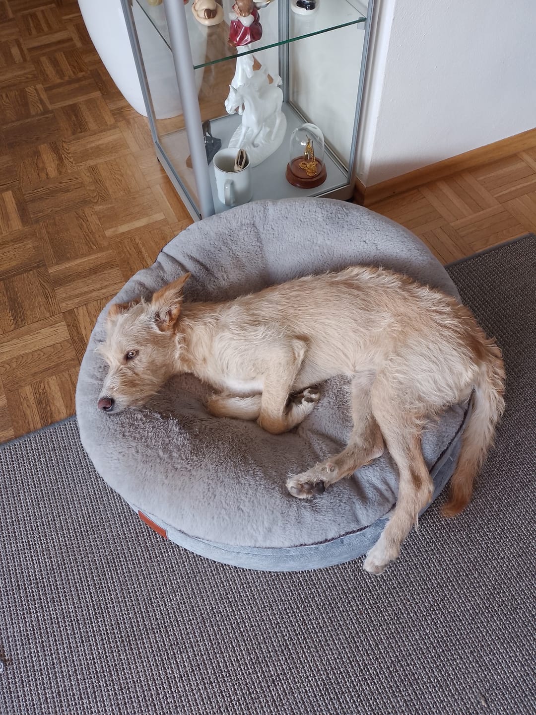 Customer photo review of Orthopädisches Hundekissen "Easy"