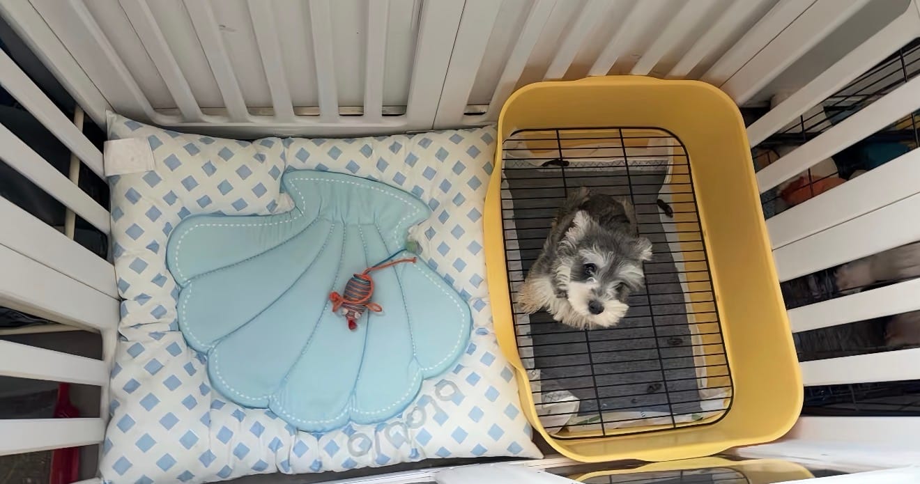 Customer photo review of Pet Shell Cooling Bed