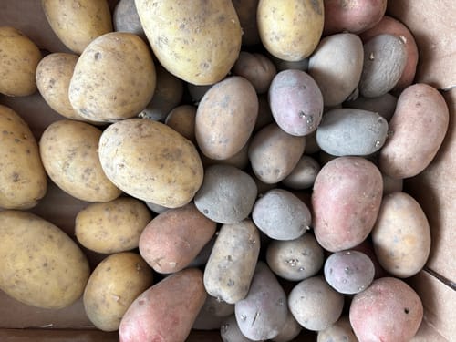 Rezensent zeigt eine Nahaufnahme der bunten Kartoffelvariationen mit gelben, rötlichen und blauen Knollen in einer Kiste.