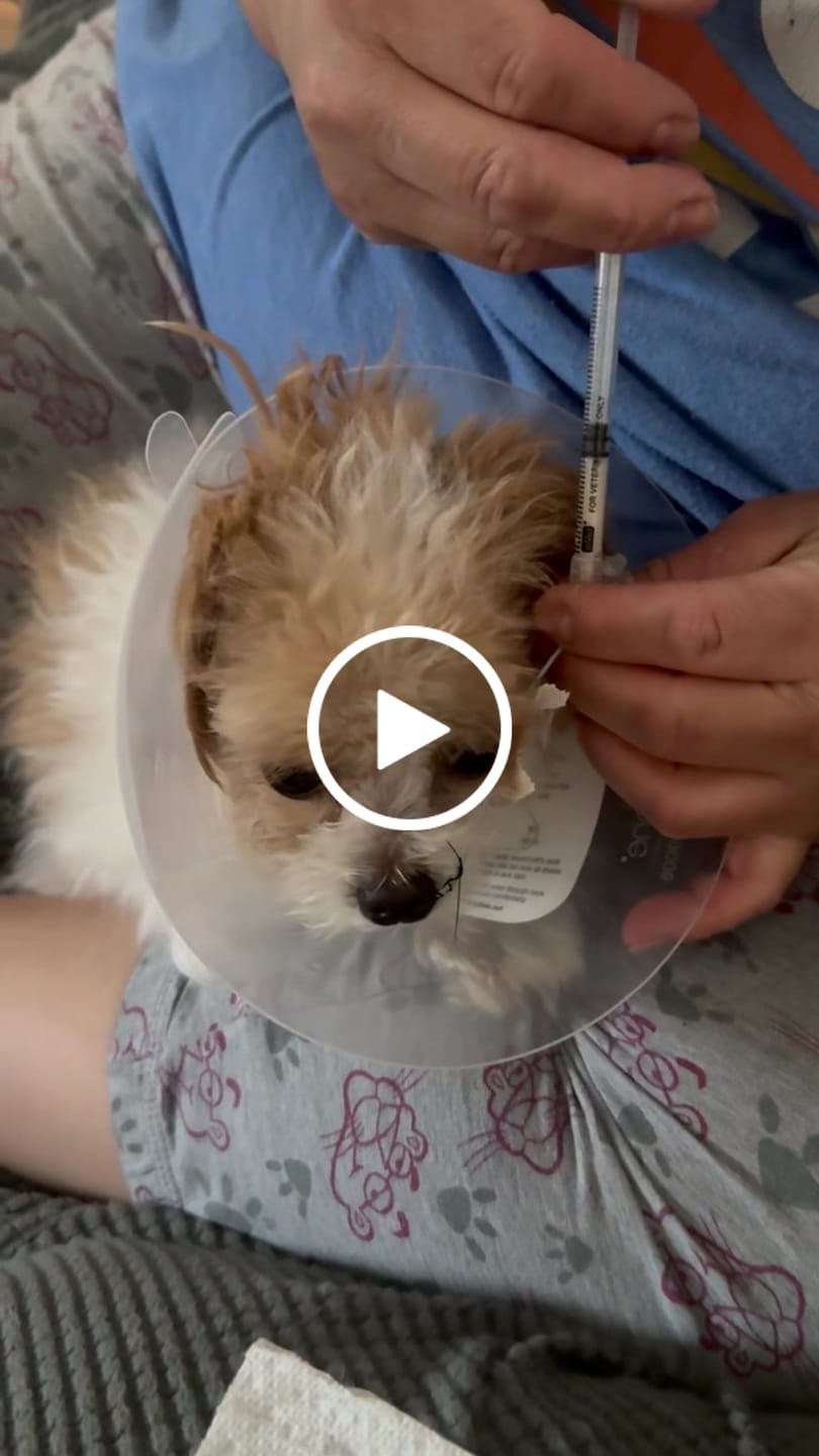Customer video review of Royal Canin Veterinarian Diet - Recovery Convalescence Liquid (4 pack- 8 oz each)
