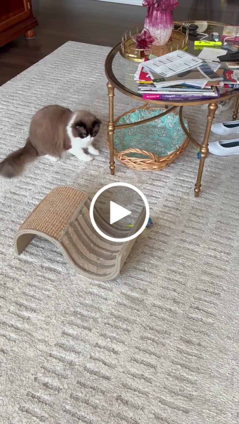 Customer video review of SPEEDY TAIL 2.0