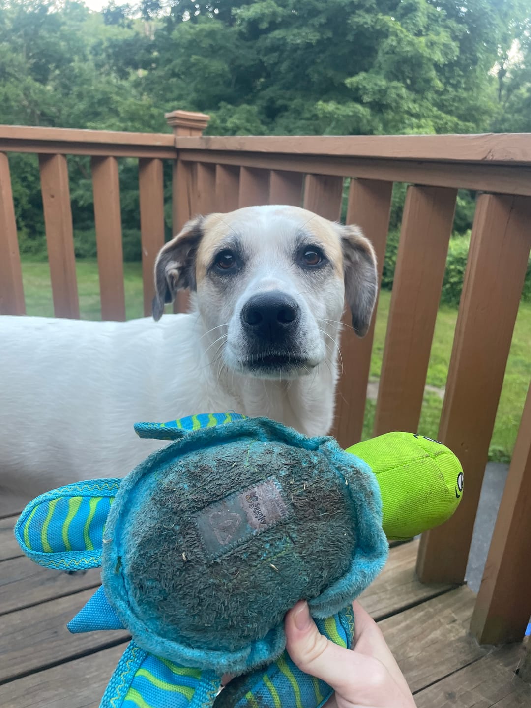 Customer photo review of Clean Earth Plush - 100% Sustainable