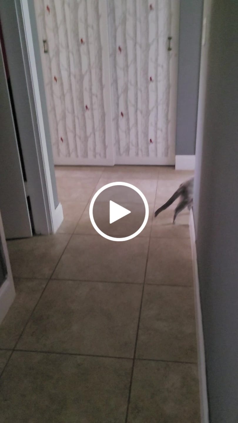Customer video review of SPEEDY TAIL 2.0