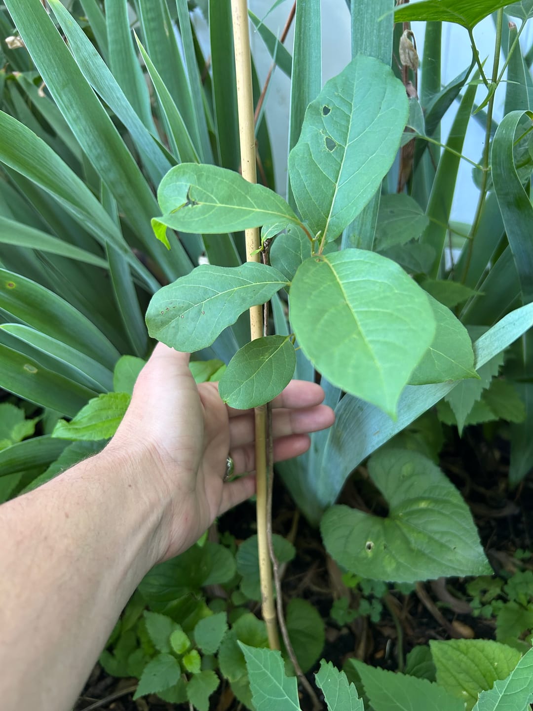 Customer photo review of American Persimmon