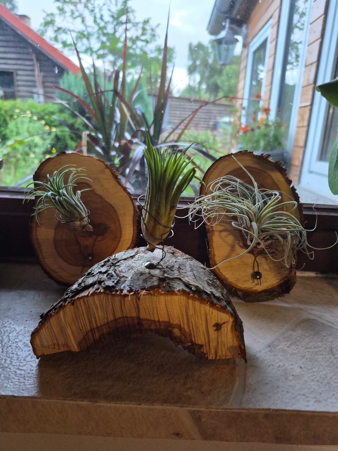 Customer photo review of Tillandsien Mix - B-Ware AKTION