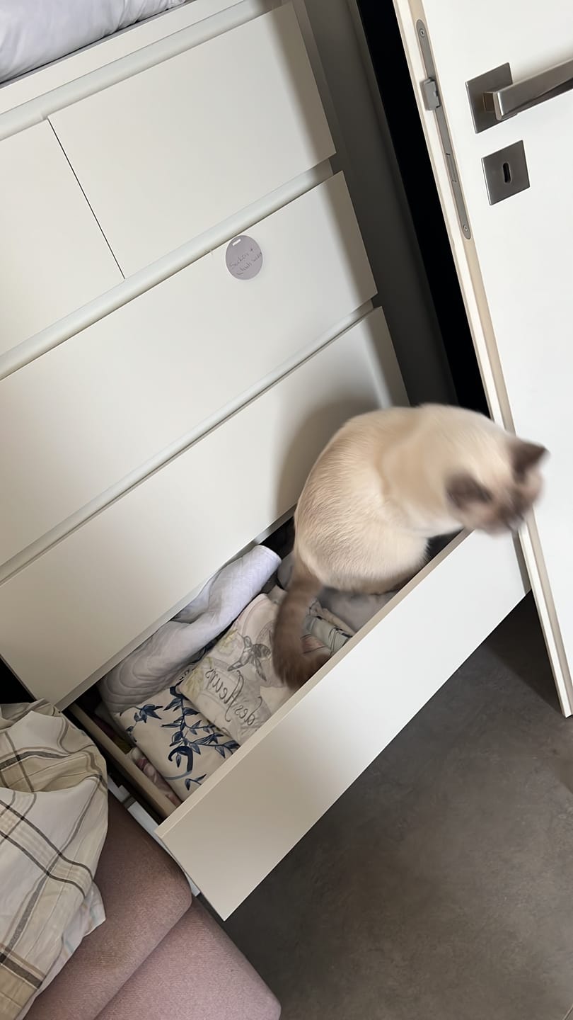 Customer photo review of Allergietest Pro Katze