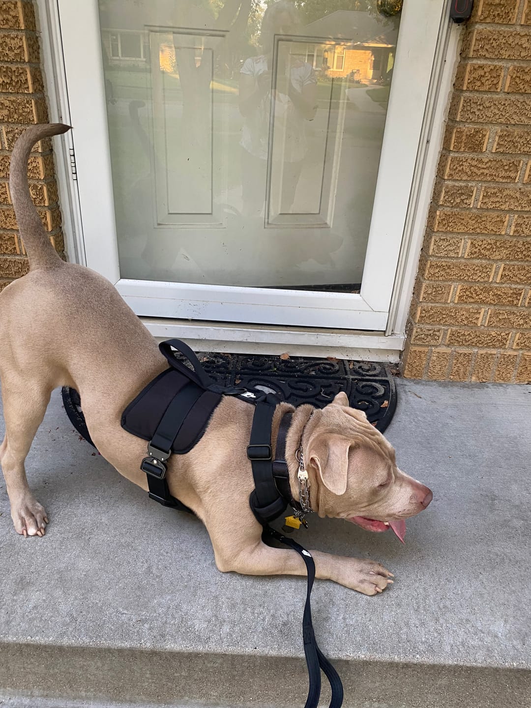 Customer photo review of No Pull Bully Proof Harness